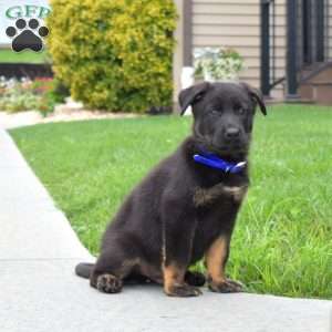 Bear, German Shepherd Puppy