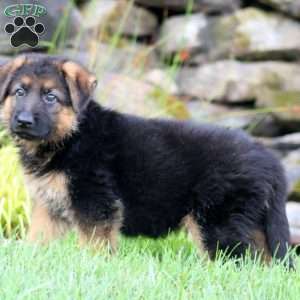 Bear, German Shepherd Puppy