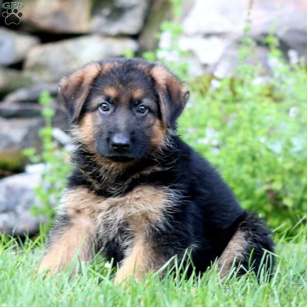 Bear, German Shepherd Puppy
