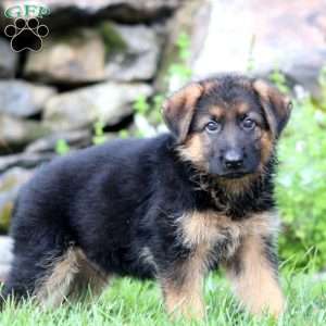 Bear, German Shepherd Puppy