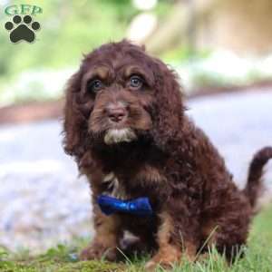 Bear, Cockapoo Puppy