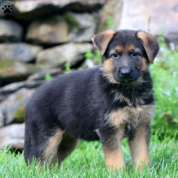 Beaut, German Shepherd Puppy