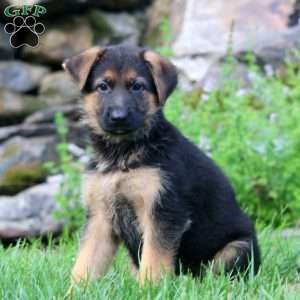 Beaut, German Shepherd Puppy