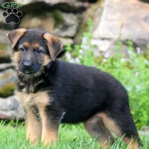 Beaut, German Shepherd Puppy