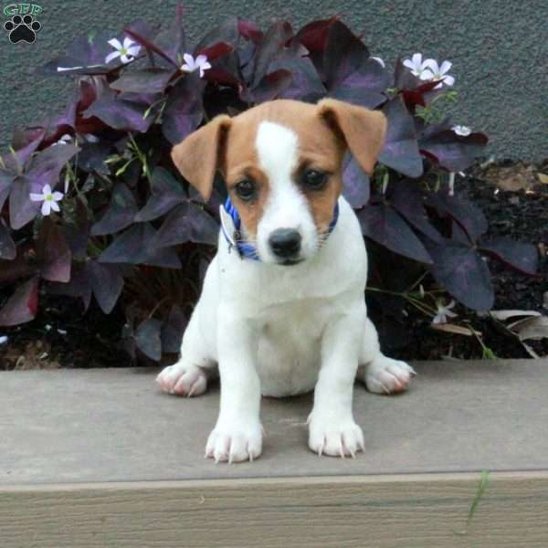 Beauty, Jack Russell Terrier Puppy