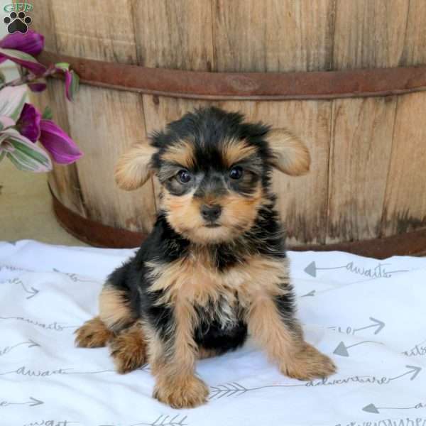 Beauty, Yorkie Puppy