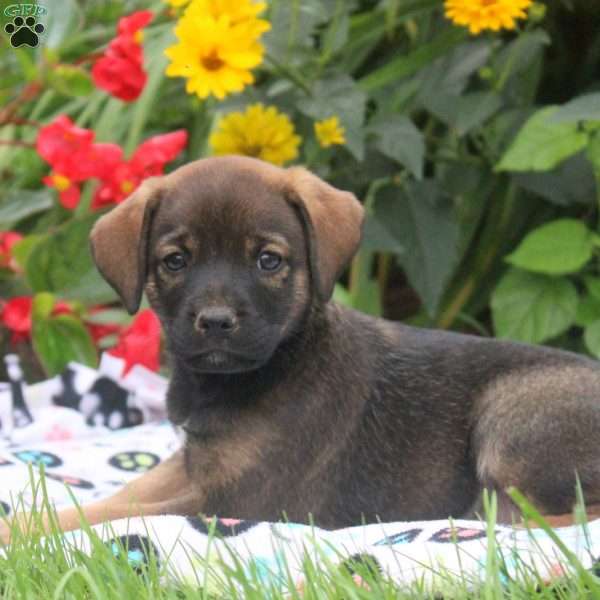 Beauty, English Springer Spaniel Mix Puppy
