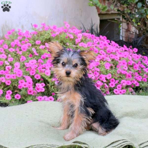 Beauty, Yorkie Puppy