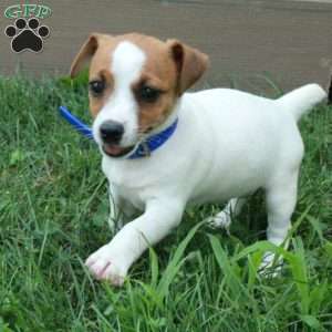 Beauty, Jack Russell Terrier Puppy
