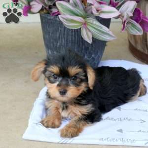 Beauty, Yorkie Puppy