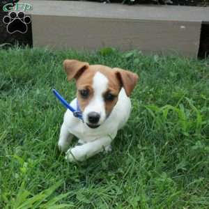 Beauty, Jack Russell Terrier Puppy
