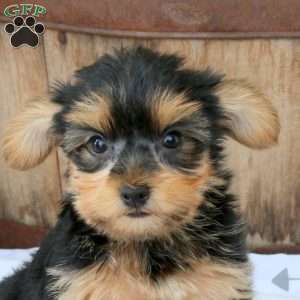 Beauty, Yorkie Puppy