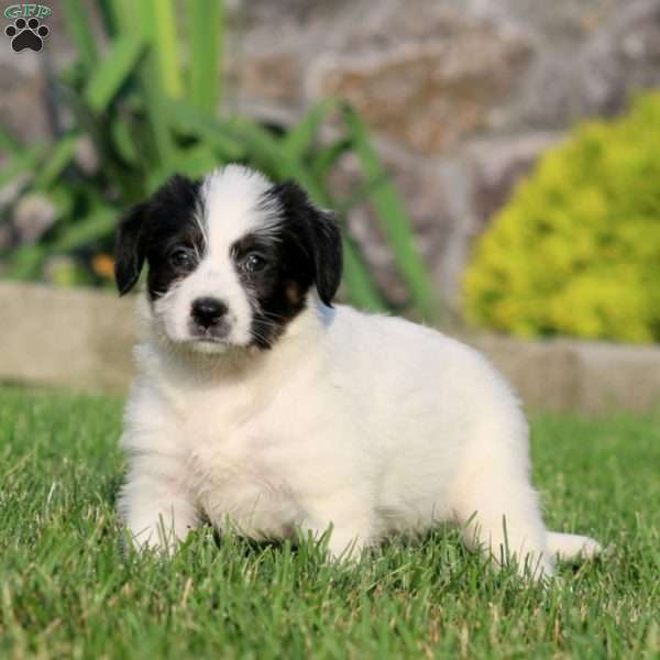 Beauty, Bernese Mountain Dog Mix Puppy