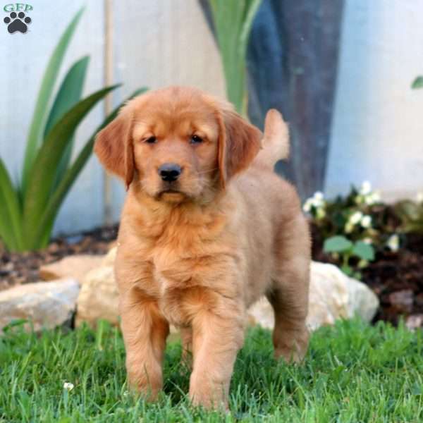 Beauty, Golden Retriever Puppy