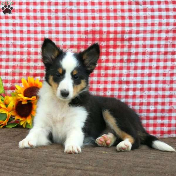 Beauty, Sheltie Puppy