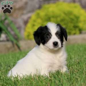 Beauty, Bernese Mountain Dog Mix Puppy