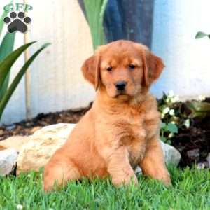 Beauty, Golden Retriever Puppy