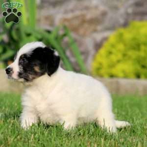 Beauty, Bernese Mountain Dog Mix Puppy