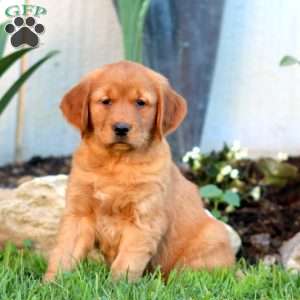 Beauty, Golden Retriever Puppy
