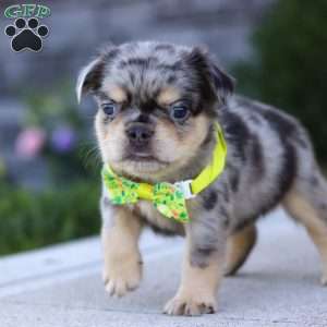 Beckett, French Bulldog Puppy