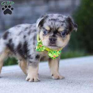 Beckett, French Bulldog Puppy