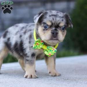 Beckett, French Bulldog Puppy