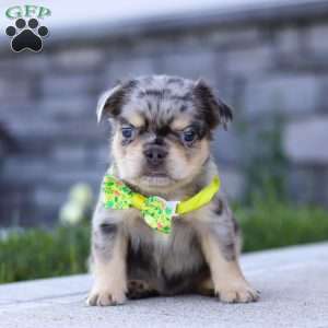 Beckett, French Bulldog Puppy