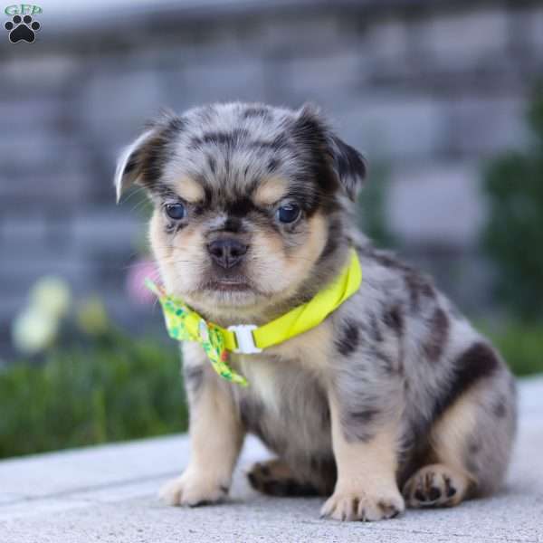 Beckett, French Bulldog Puppy