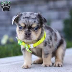 Beckett, French Bulldog Puppy