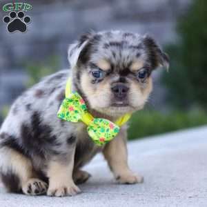 Beckett, French Bulldog Puppy