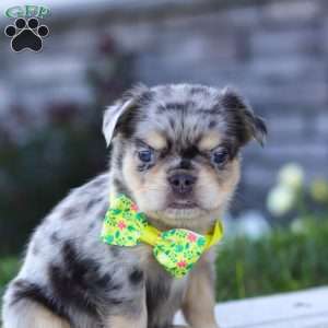 Beckett, French Bulldog Puppy