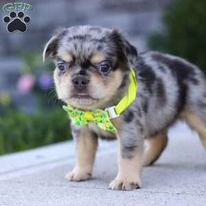 Beckett, French Bulldog Puppy