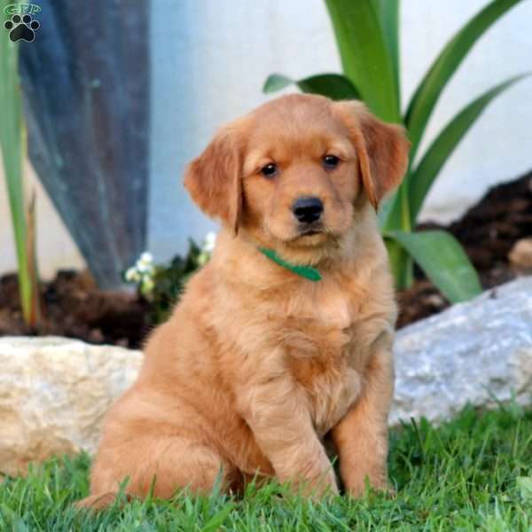 Becky, Golden Retriever Puppy