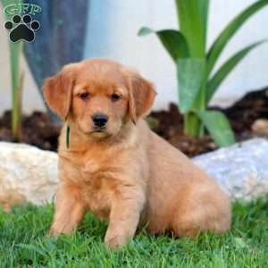 Becky, Golden Retriever Puppy