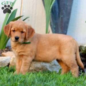 Becky, Golden Retriever Puppy