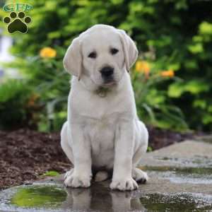 Bela, Yellow Labrador Retriever Puppy