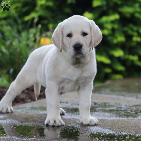Bela, Yellow Labrador Retriever Puppy