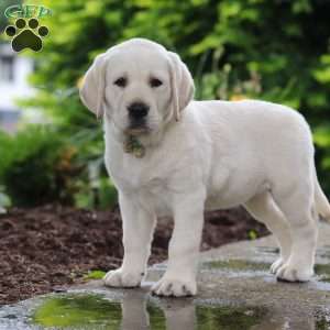 Bela, Yellow Labrador Retriever Puppy
