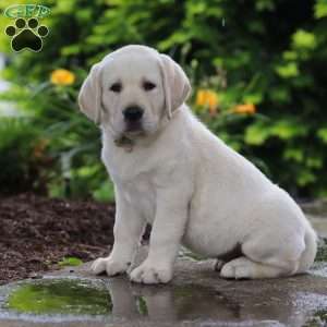 Bela, Yellow Labrador Retriever Puppy