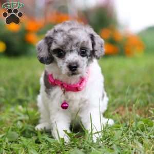 Bella, Miniature Poodle Puppy