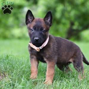 Bella, Belgian Malinois Puppy