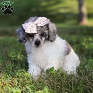 Bella, Miniature Poodle Puppy