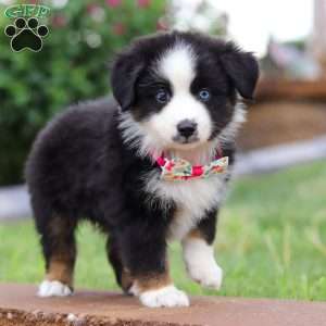 Bella, Miniature Australian Shepherd Puppy