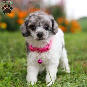 Bella, Miniature Poodle Puppy