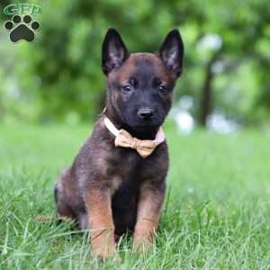 Bella, Belgian Malinois Puppy