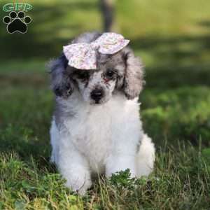 Bella, Miniature Poodle Puppy