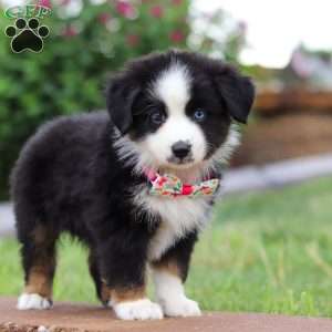 Bella, Miniature Australian Shepherd Puppy