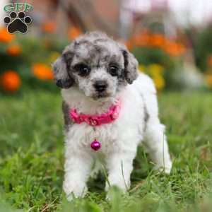 Bella, Miniature Poodle Puppy