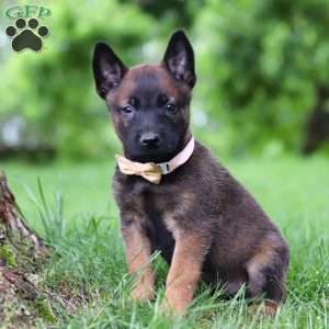 Bella, Belgian Malinois Puppy