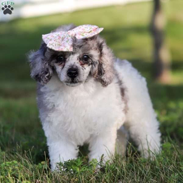 Bella, Miniature Poodle Puppy